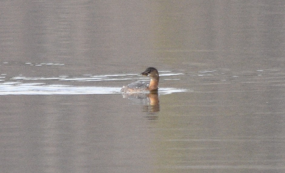 Pied-billed Grebe - ML646391718