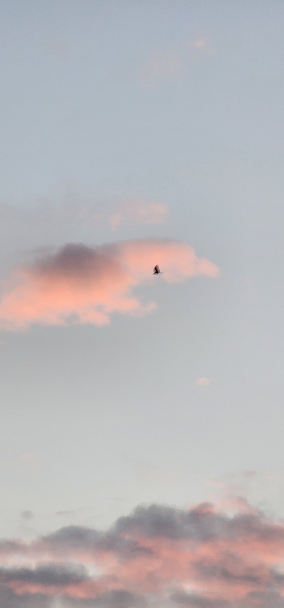 Black Kite - ML646391719