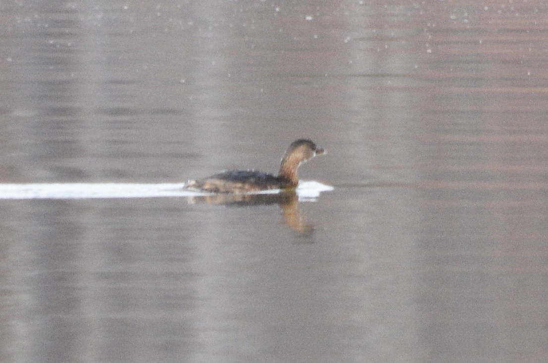 Pied-billed Grebe - ML646391720