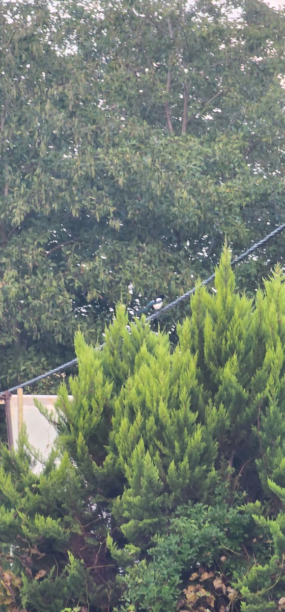 Eurasian Magpie - ML646391721