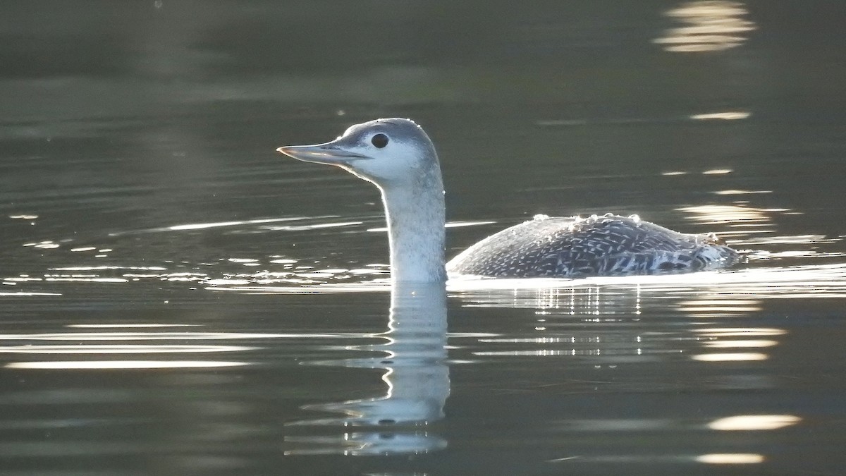 Aliota txikia - ML646391722