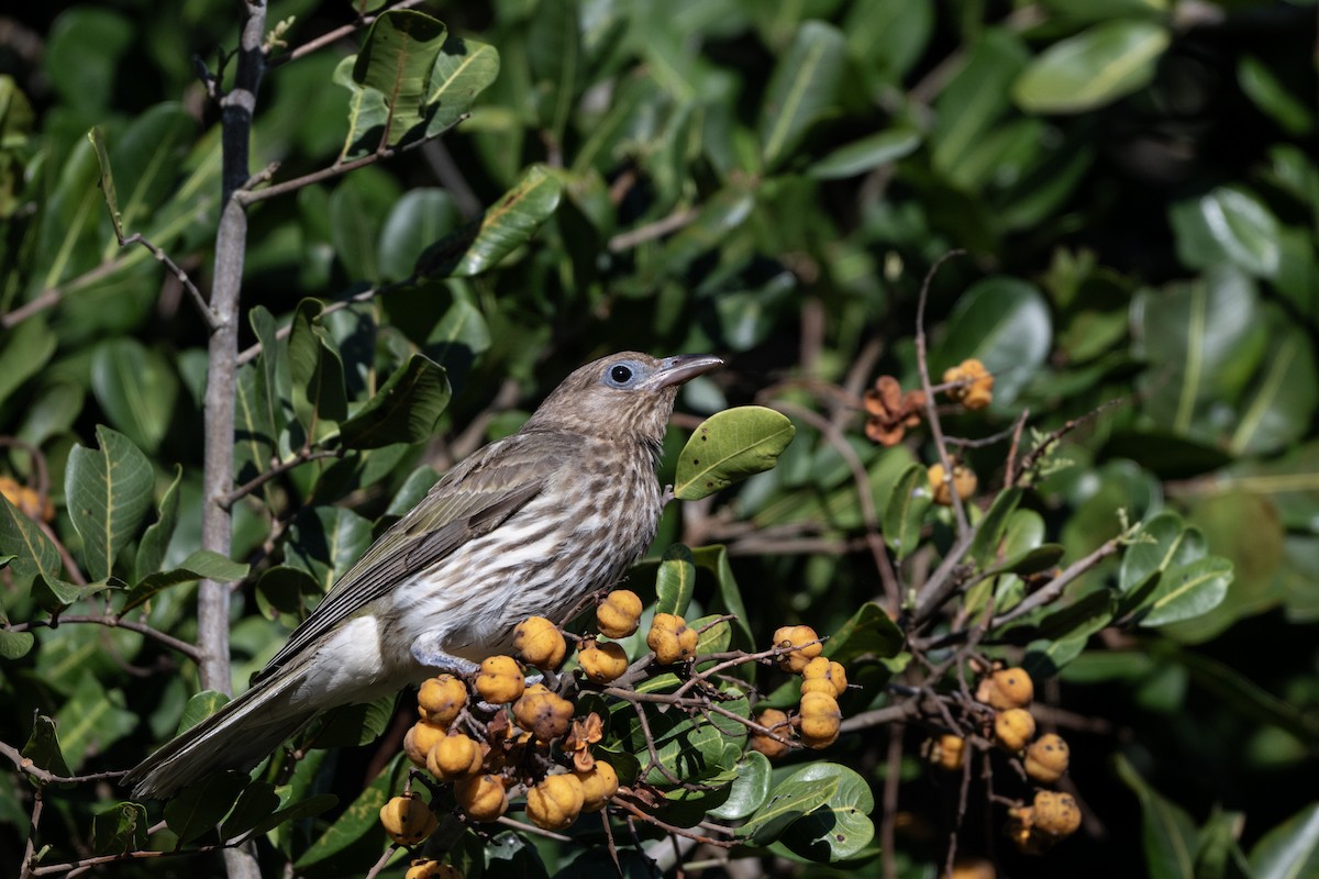 Australasian Figbird - ML646391723