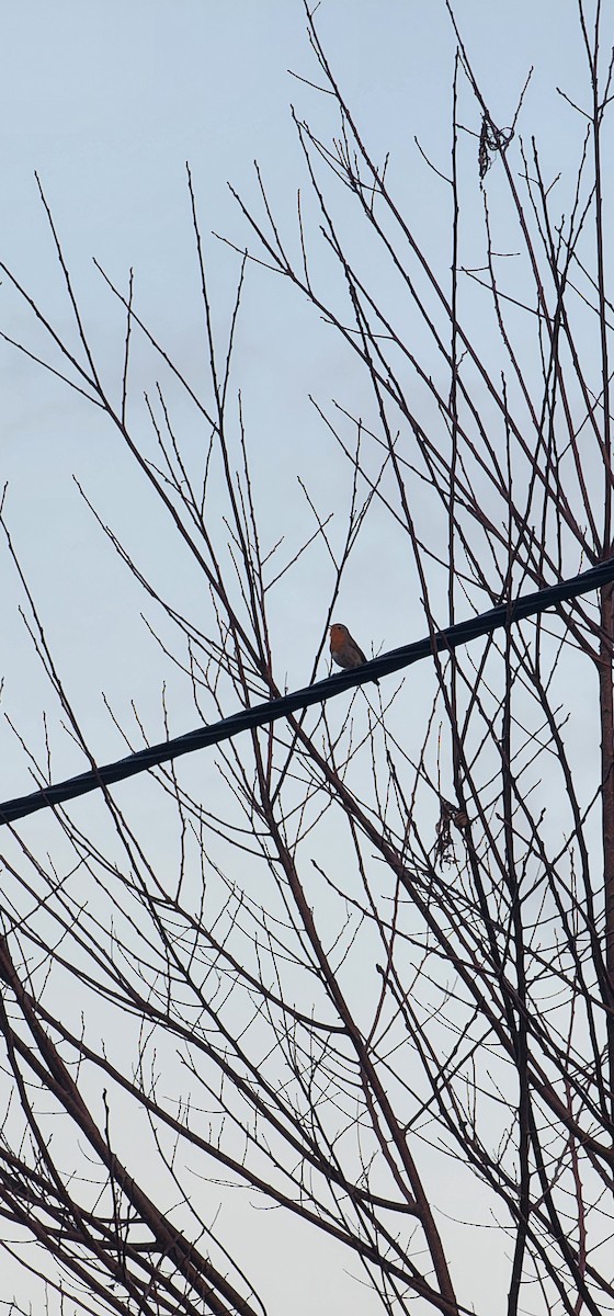 European Robin - ML646391724