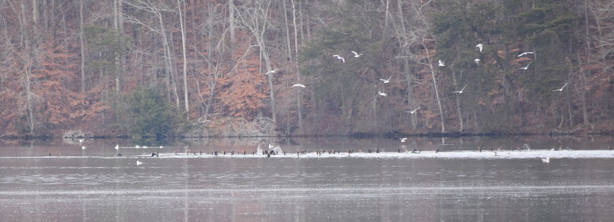 Double-crested Cormorant - ML646391725