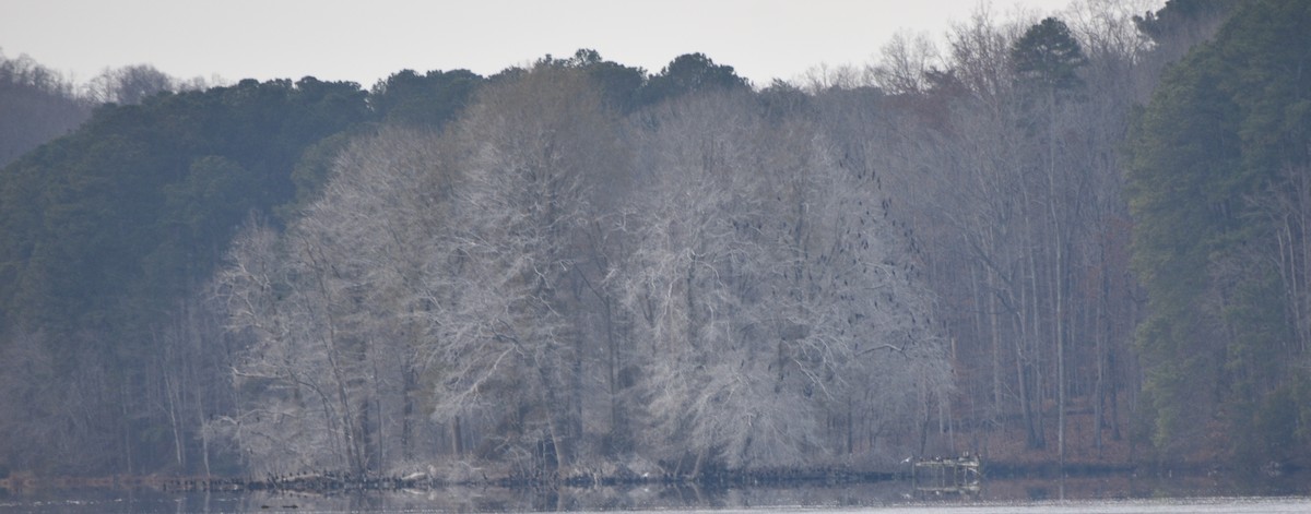 Double-crested Cormorant - ML646391726
