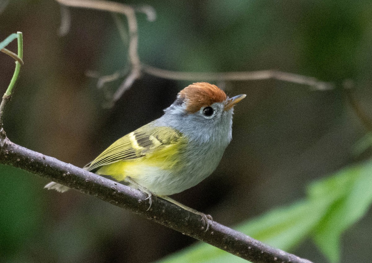 Chestnut-crowned Warbler - ML646391727