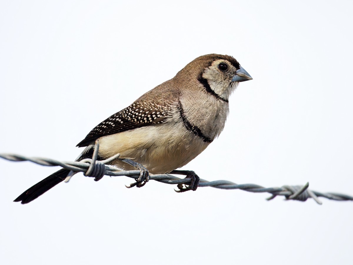 Double-barred Finch - ML646391728