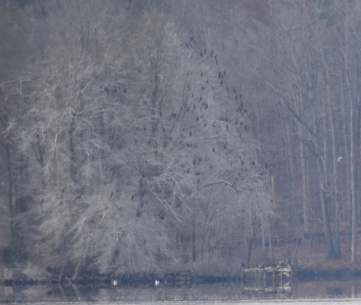 Double-crested Cormorant - ML646391729