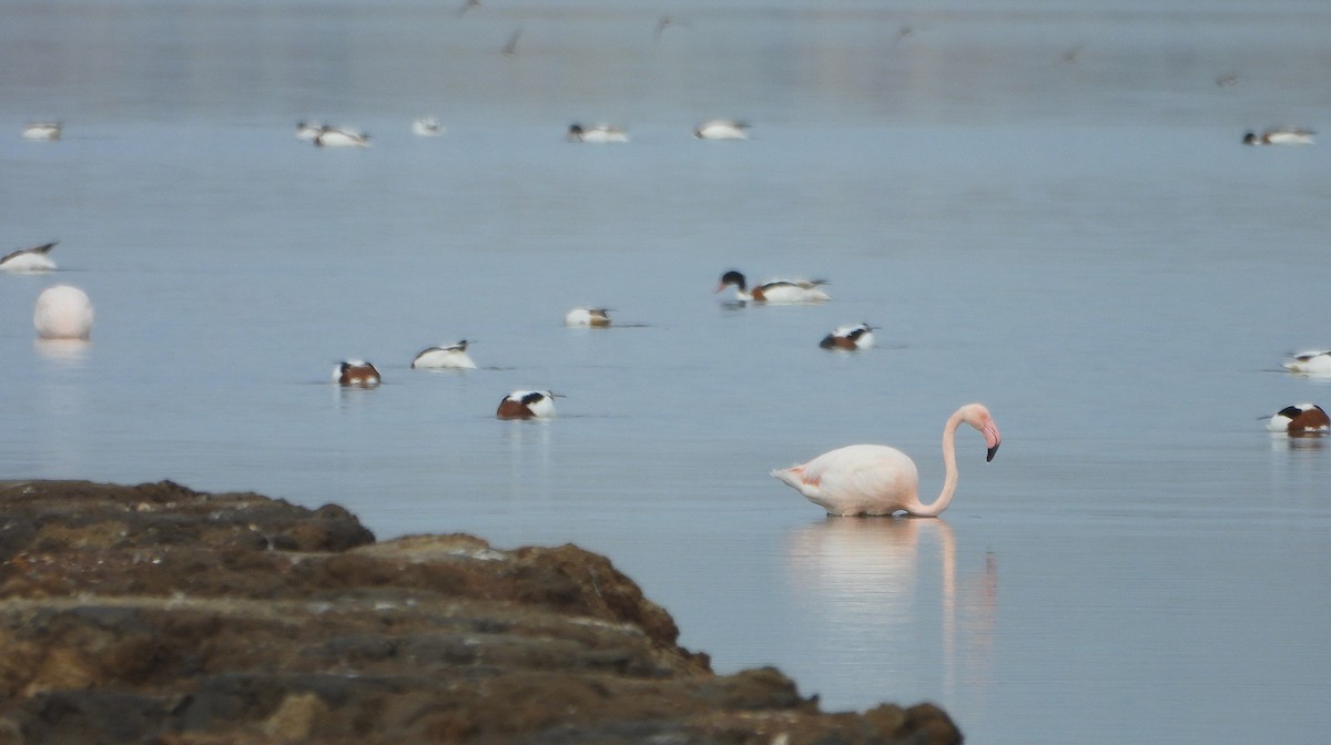 Common Shelduck - ML646391730