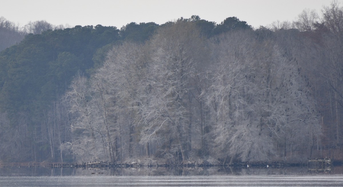 Double-crested Cormorant - ML646391731