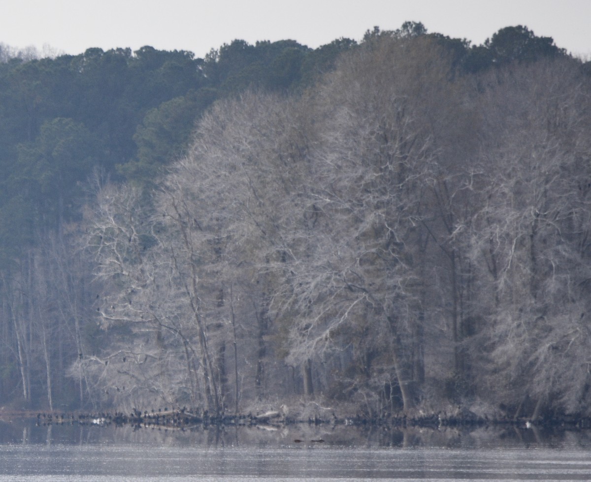 Double-crested Cormorant - ML646391732