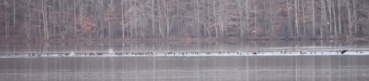 Double-crested Cormorant - ML646391733