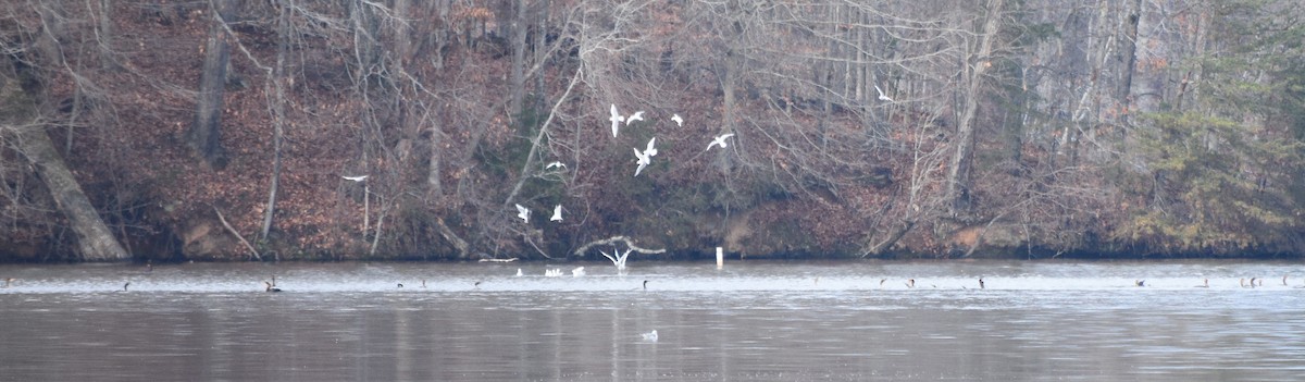 Double-crested Cormorant - ML646391735