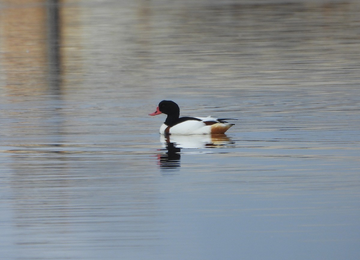 Common Shelduck - ML646391736
