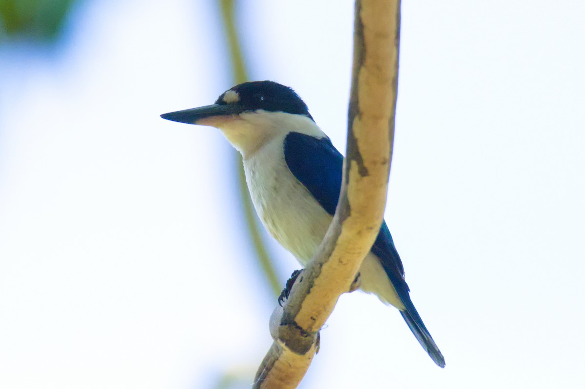 Forest Kingfisher - ML646391737