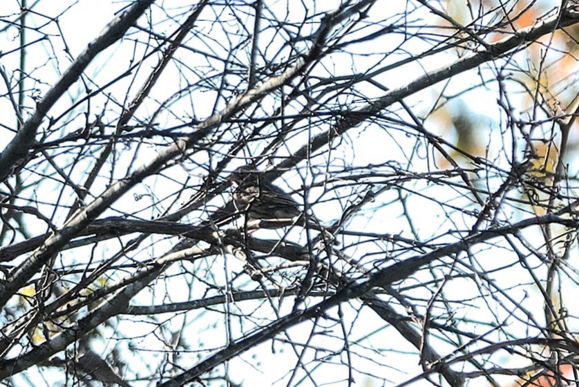 Vesper Sparrow - ML646391738