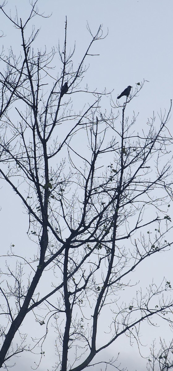 Hooded Crow - ML646391739