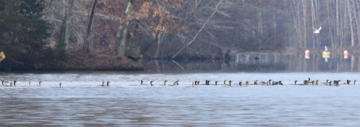 Double-crested Cormorant - ML646391741