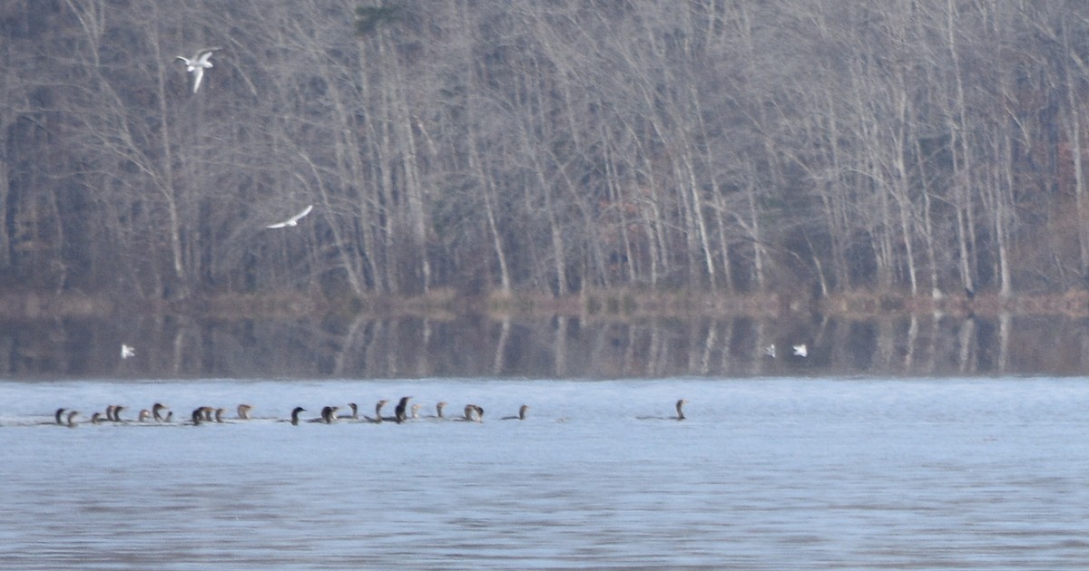 Double-crested Cormorant - ML646391742