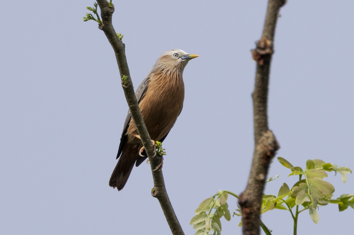 Chestnut-tailed Starling - ML646391743