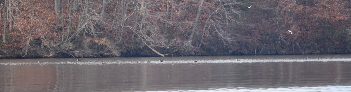 Double-crested Cormorant - ML646391745