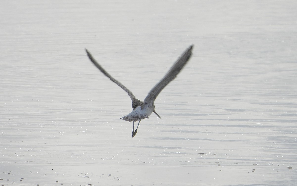 Bar-tailed Godwit - ML646391746