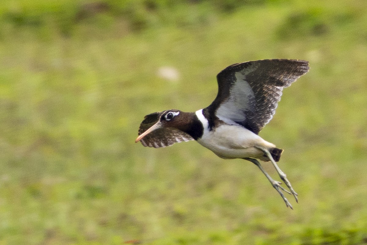 Greater Painted-Snipe - ML646391747