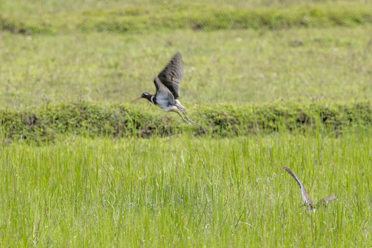 riksesnipe - ML646391748