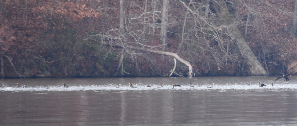 Double-crested Cormorant - ML646391749