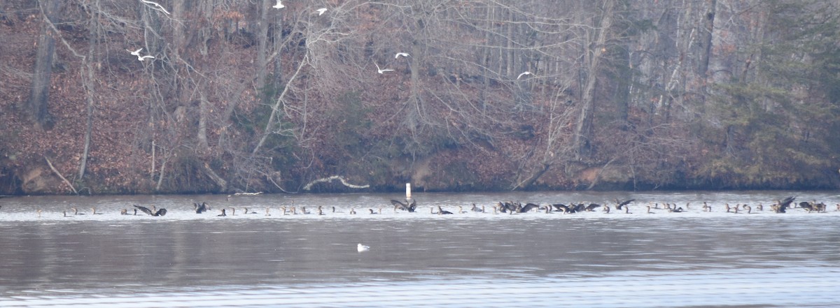 Double-crested Cormorant - ML646391750