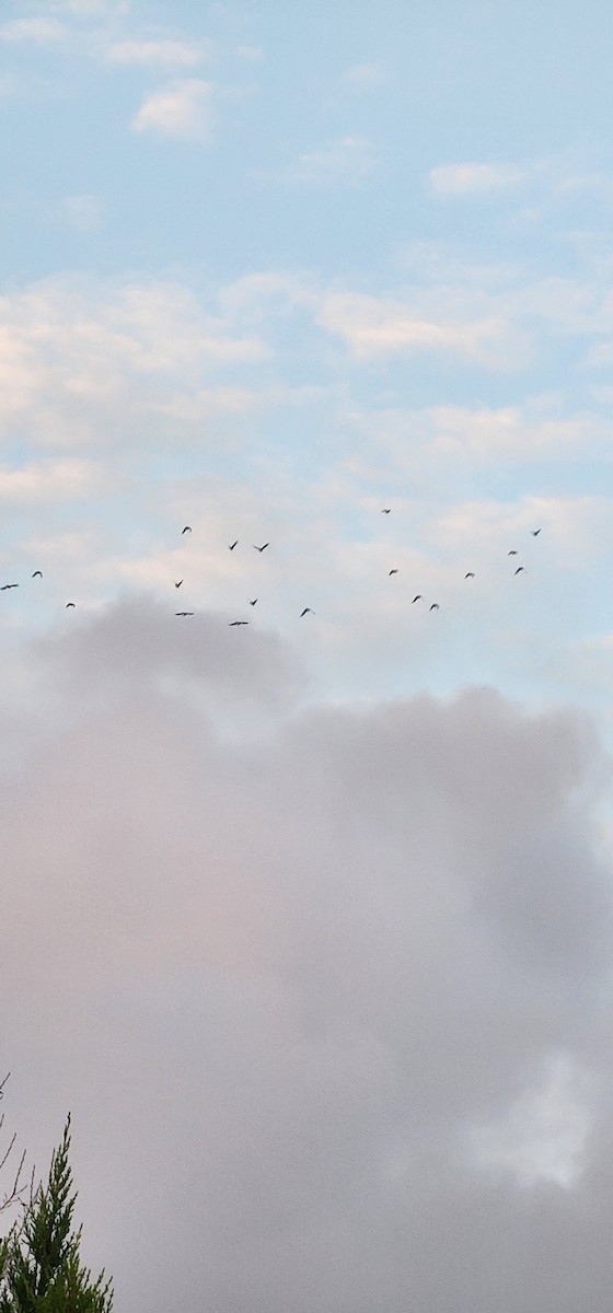 kornkråke - ML646391752