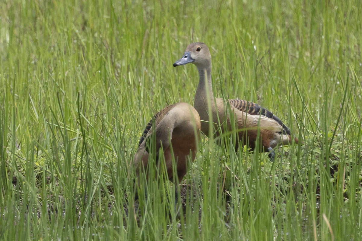 småplystreand - ML646391753