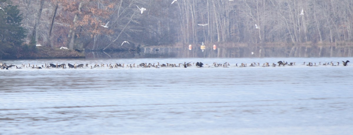 totoppskarv - ML646391755