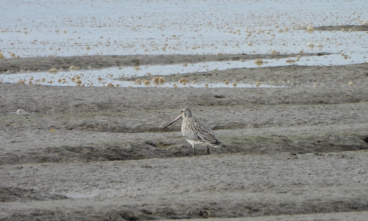 lappspove - ML646391756