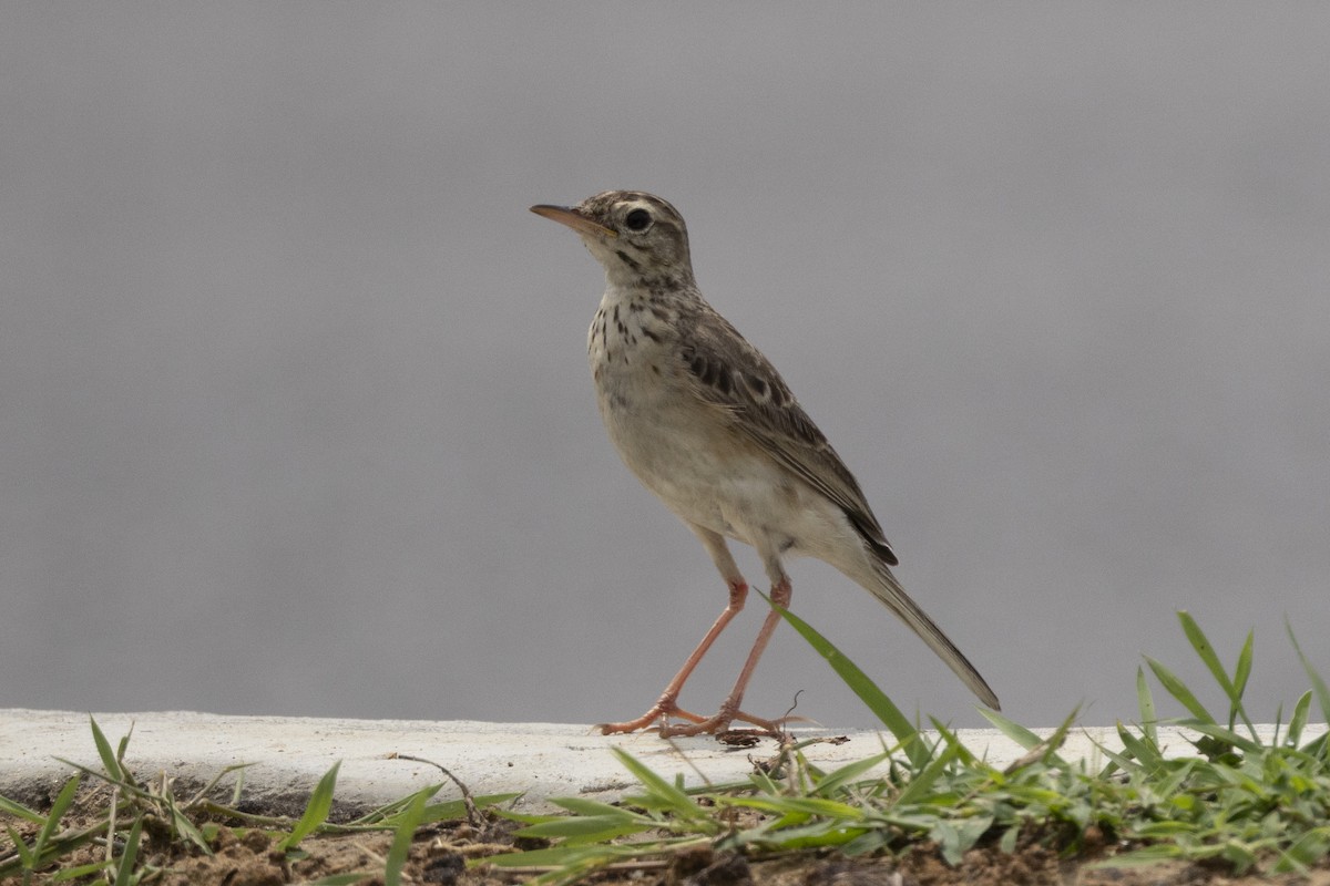 orientpiplerke - ML646391757