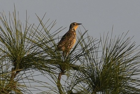 rødvingetrupial - ML646391759