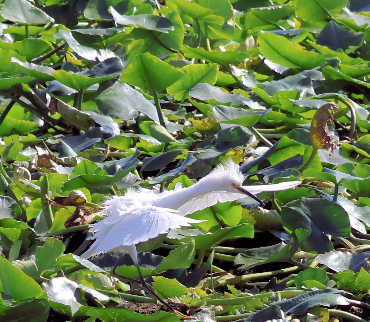 snøhegre - ML646391760