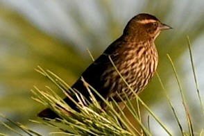 rødvingetrupial - ML646391761