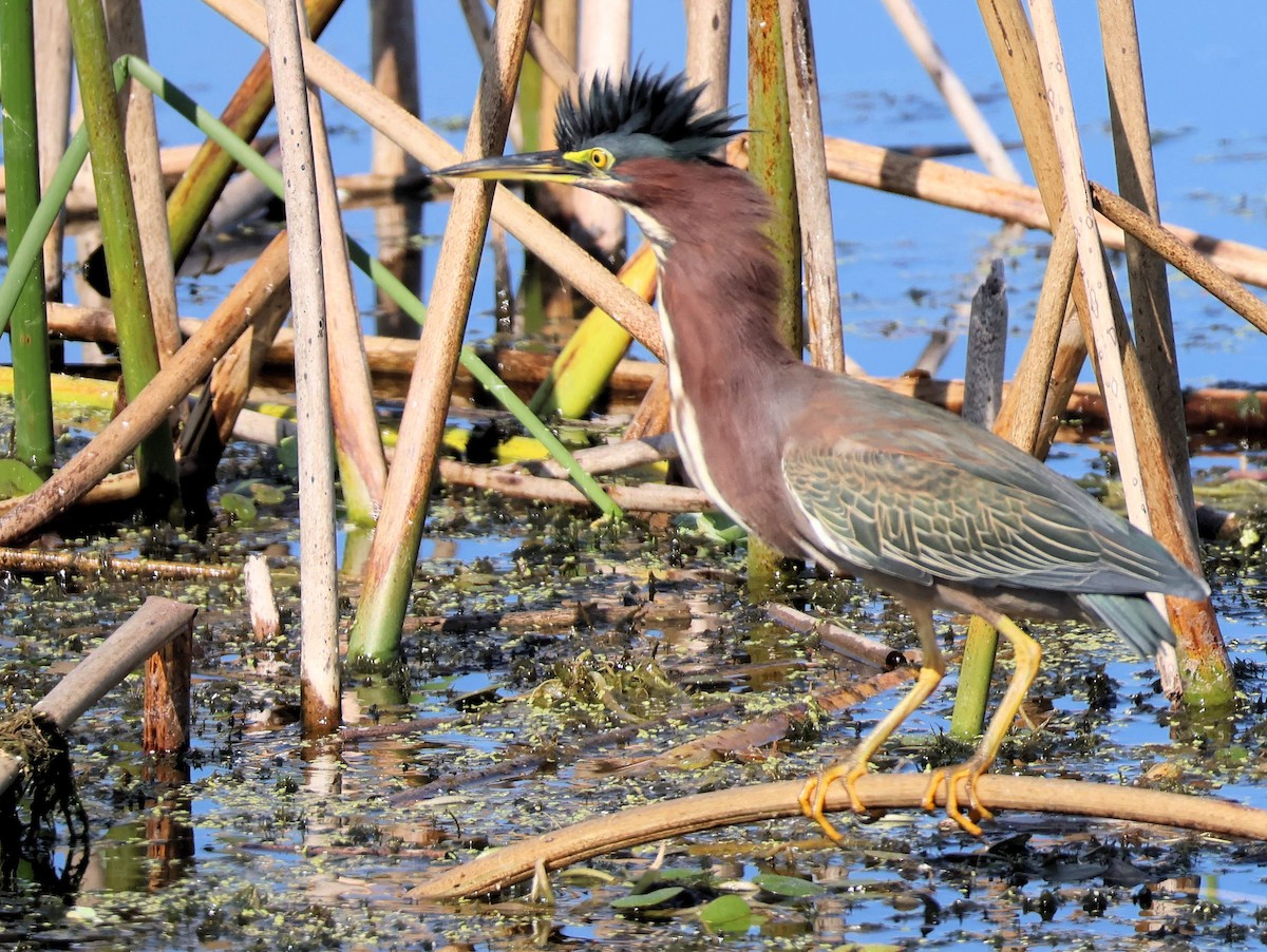 grønnrygghegre - ML646391762