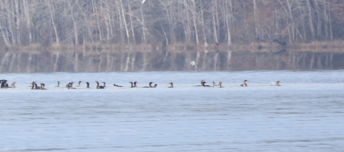 totoppskarv - ML646391763