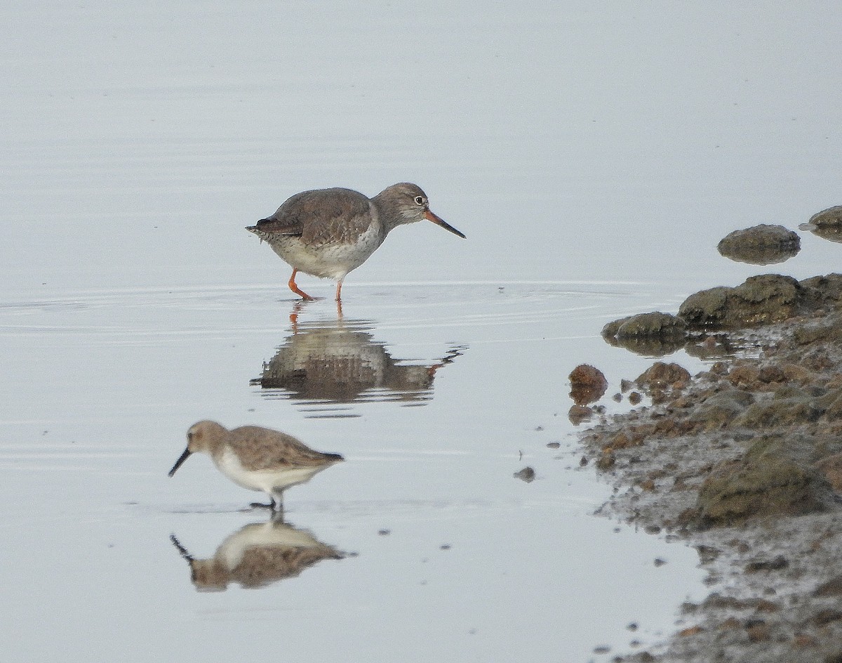 rødstilk - ML646391764