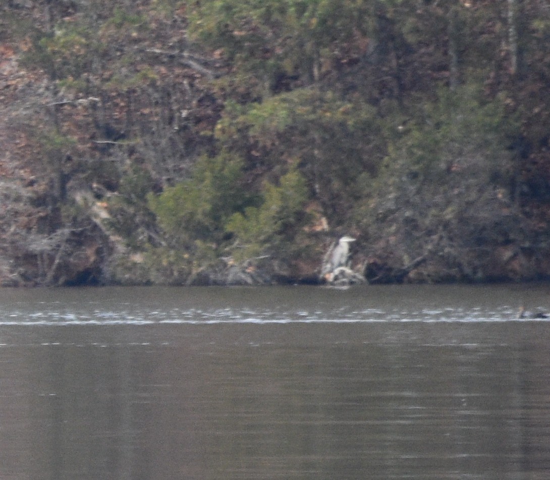 herodiashegre - ML646391787