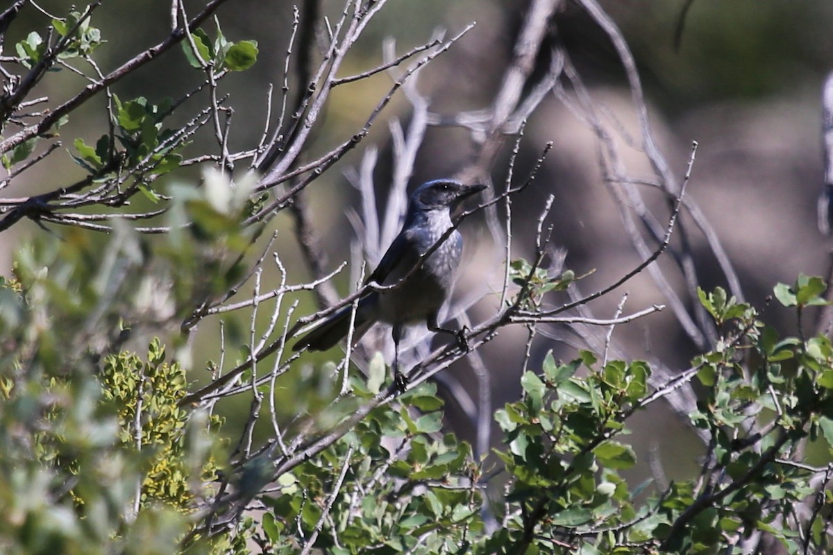 einerskrike - ML646391788