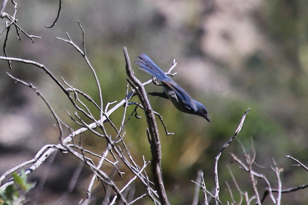 einerskrike - ML646391789