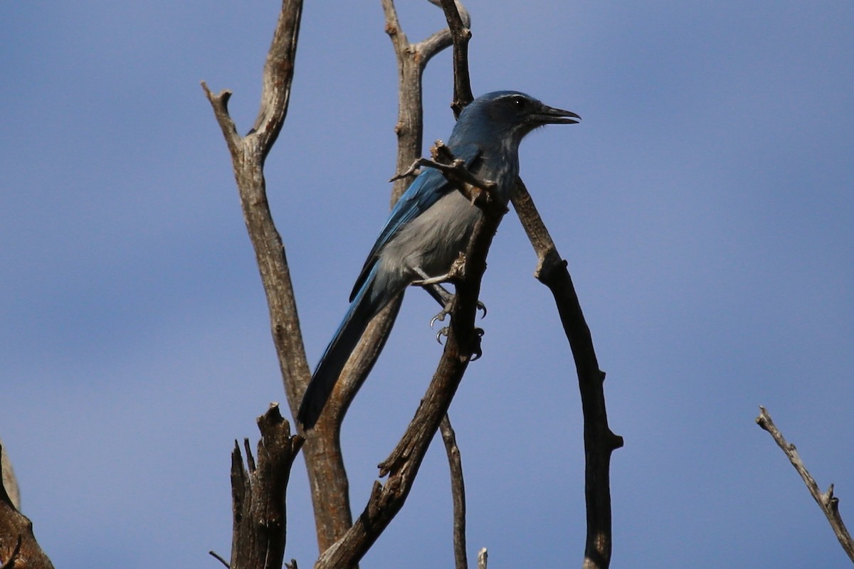 einerskrike - ML646391790