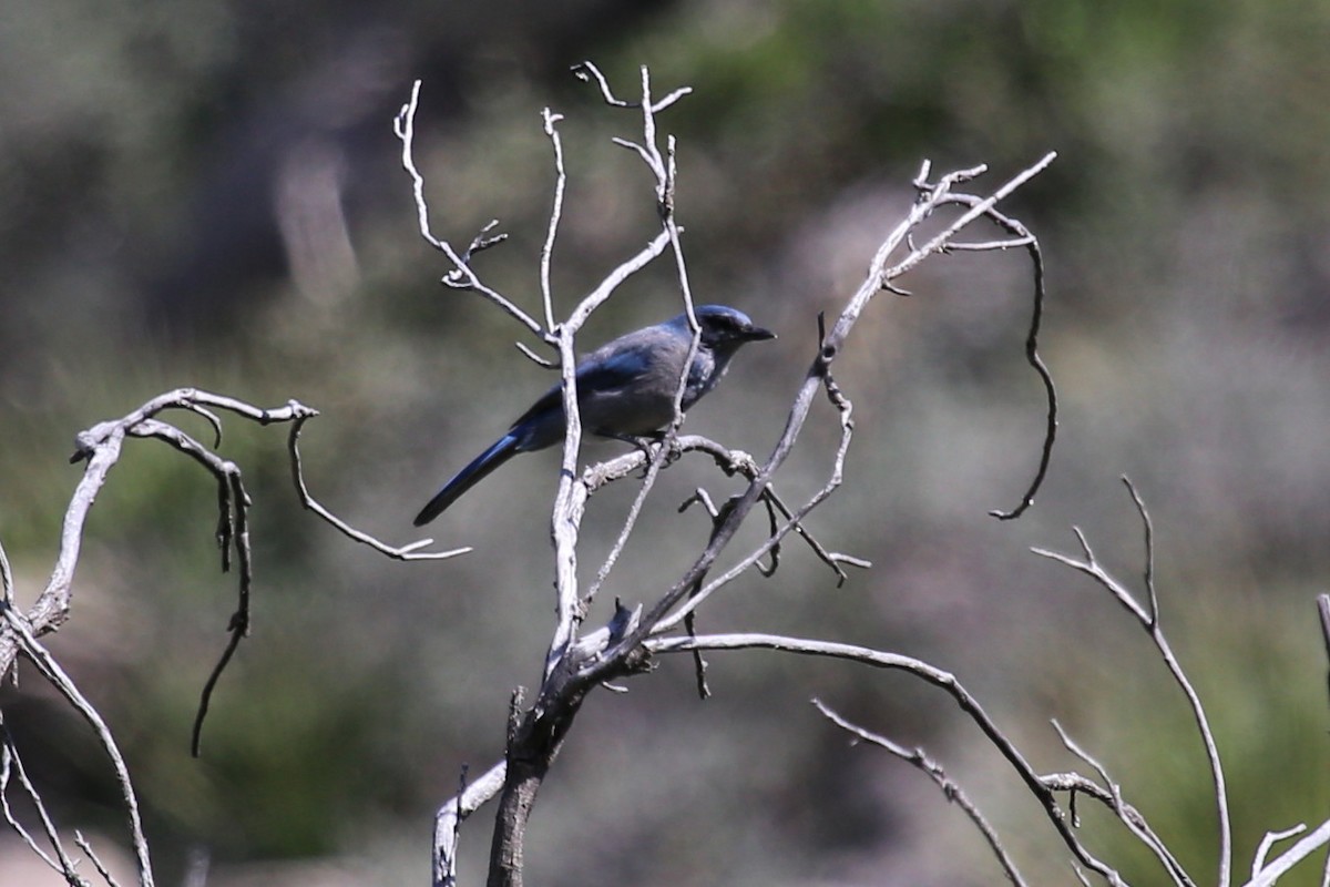 einerskrike - ML646391791