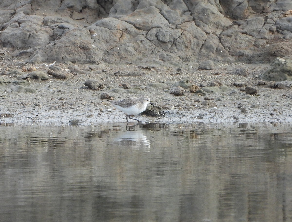 dvergsnipe - ML646391792