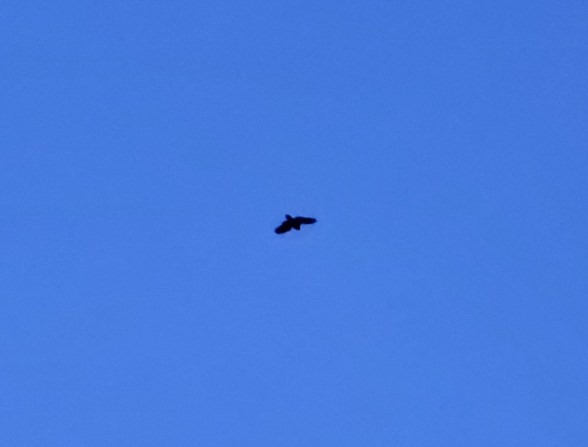 Eurasian Eagle-Owl - ML646391793