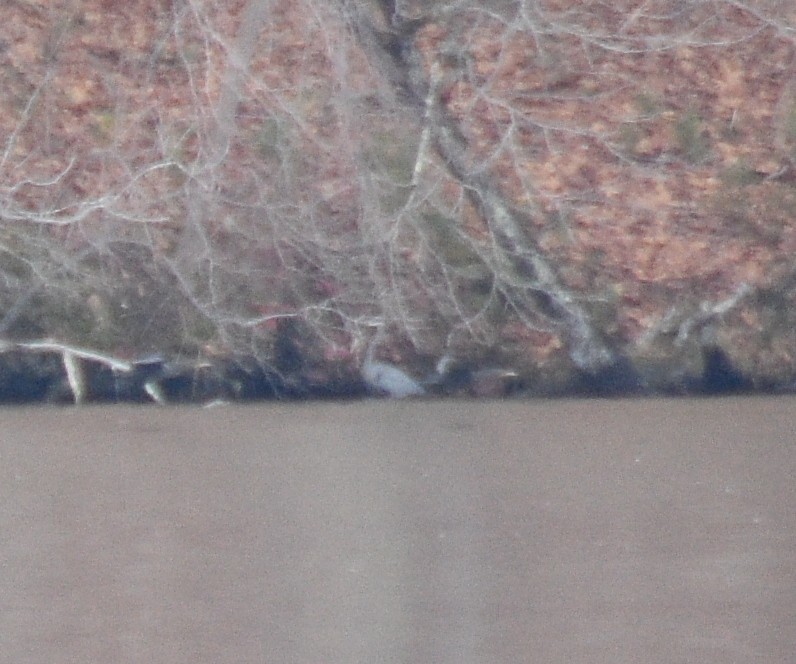 herodiashegre - ML646391795