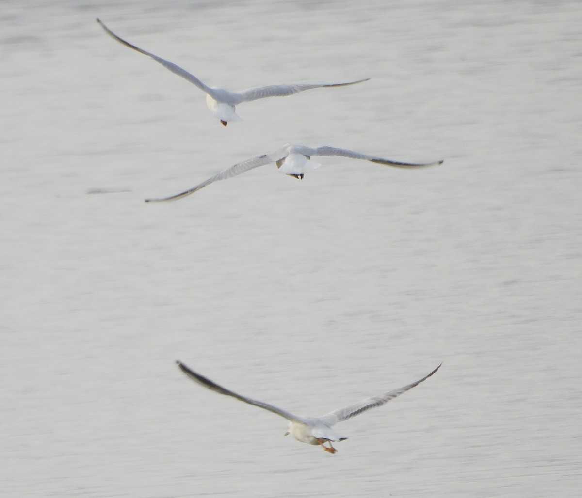 smalnebbmåke - ML646391796